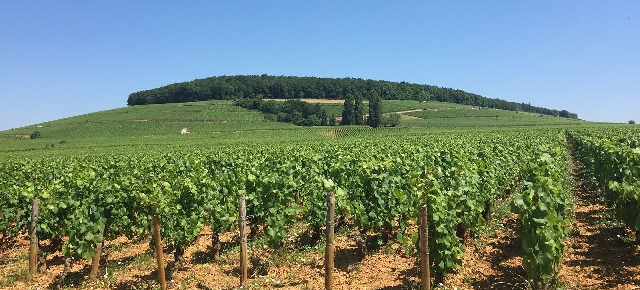 Vineyard & Discoveries : hill of Corton near Beaune in Burgundy